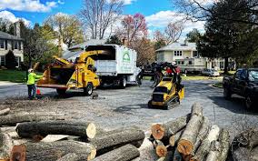 Best Commercial Tree Services  in Chevy Chase View, MD