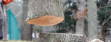 Tree and Shrub Care in Chevy Chase View, MD