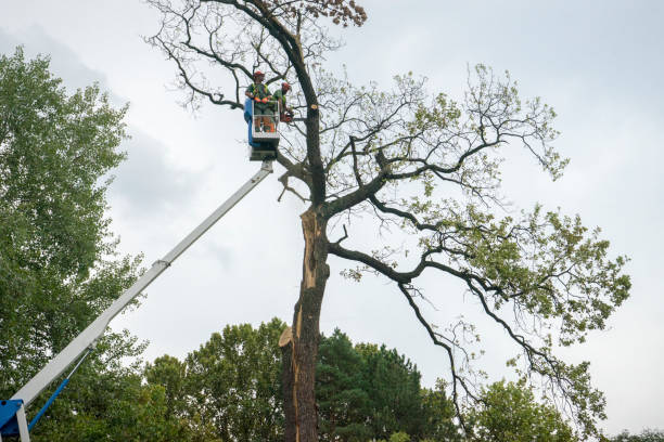 Best Tree Risk Assessment  in Chevy Chase View, MD