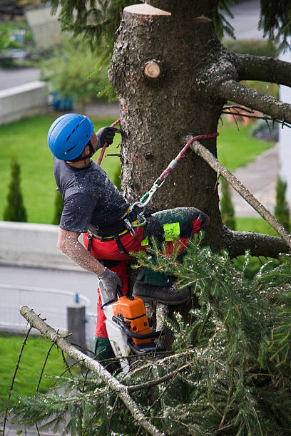 Reliable Chevy Chase View, MD Tree Removal Solutions