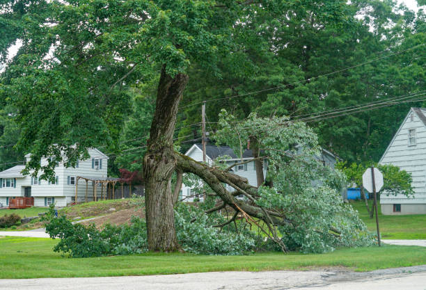 Best Firewood Processing and Delivery  in Chevy Chase View, MD