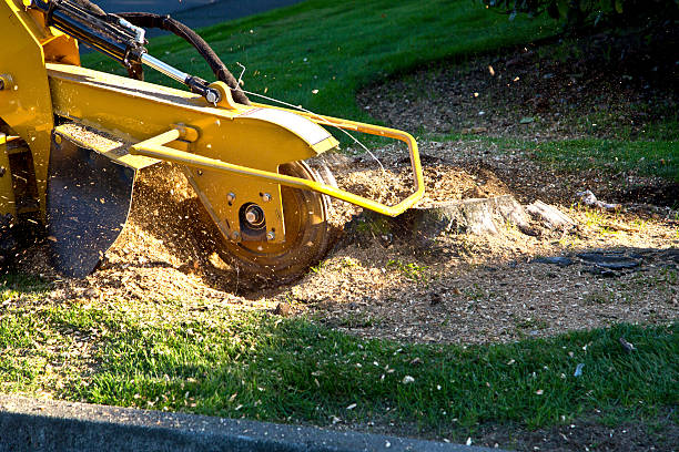 Best Weed Control  in Chevy Chase View, MD