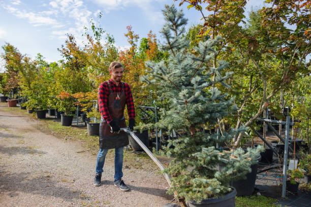 Best Tree Removal  in Chevy Chase View, MD